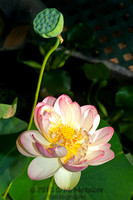 Mrs. Perry Slokum Lotus
