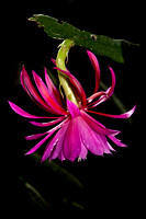 Flowers and Critters