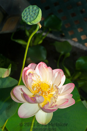 Lotus Flowers