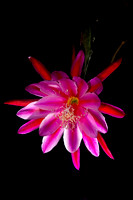 Flowers and Critters